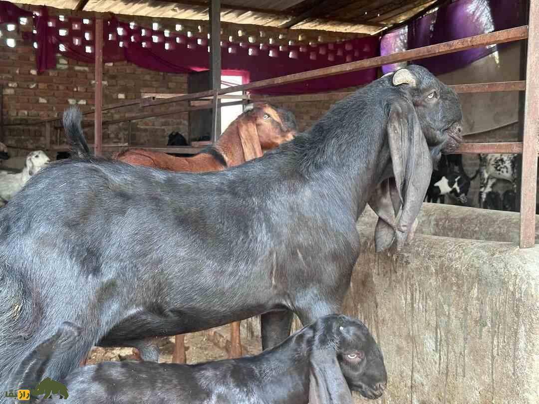 «بز بیتال» پاکستان؛ بز ۱۰۰ کیلویی معروف به «گاو مردم فقیر» که ۱۸۰۰ کیلو شیر میدهد «بز بیتال» پاکستان؛ بز ۱۰۰ کیلویی معروف به «گاو مردم فقیر» که ۱۸۰۰ کیلو شیر میدهد
