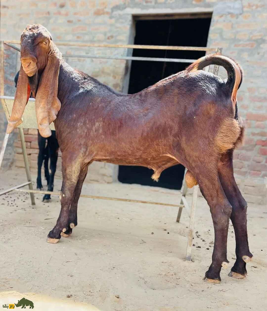 «بز بیتال» پاکستان؛ بز ۱۰۰ کیلویی معروف به «گاو مردم فقیر» که ۱۸۰۰ کیلو شیر میدهد «بز بیتال» پاکستان؛ بز ۱۰۰ کیلویی معروف به «گاو مردم فقیر» که ۱۸۰۰ کیلو شیر میدهد