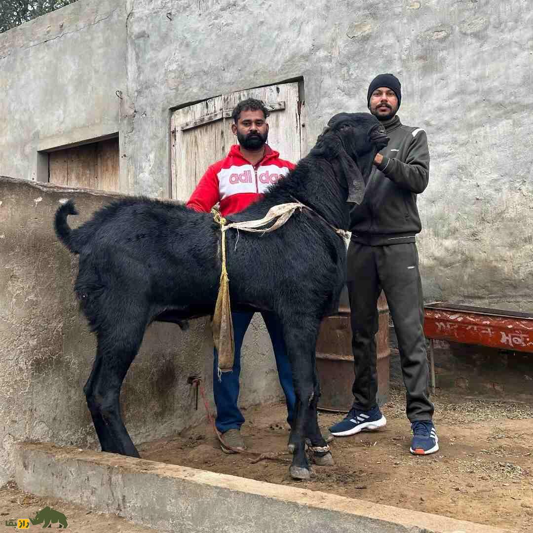 «بز بیتال» پاکستان؛ بز ۱۰۰ کیلویی معروف به «گاو مردم فقیر» که ۱۸۰۰ کیلو شیر میدهد «بز بیتال» پاکستان؛ بز ۱۰۰ کیلویی معروف به «گاو مردم فقیر» که ۱۸۰۰ کیلو شیر میدهد