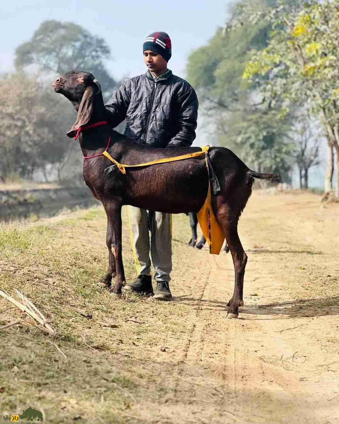 «بز بیتال» پاکستان؛ بز ۱۰۰ کیلویی معروف به «گاو مردم فقیر» که ۱۸۰۰ کیلو شیر میدهد «بز بیتال» پاکستان؛ بز ۱۰۰ کیلویی معروف به «گاو مردم فقیر» که ۱۸۰۰ کیلو شیر میدهد