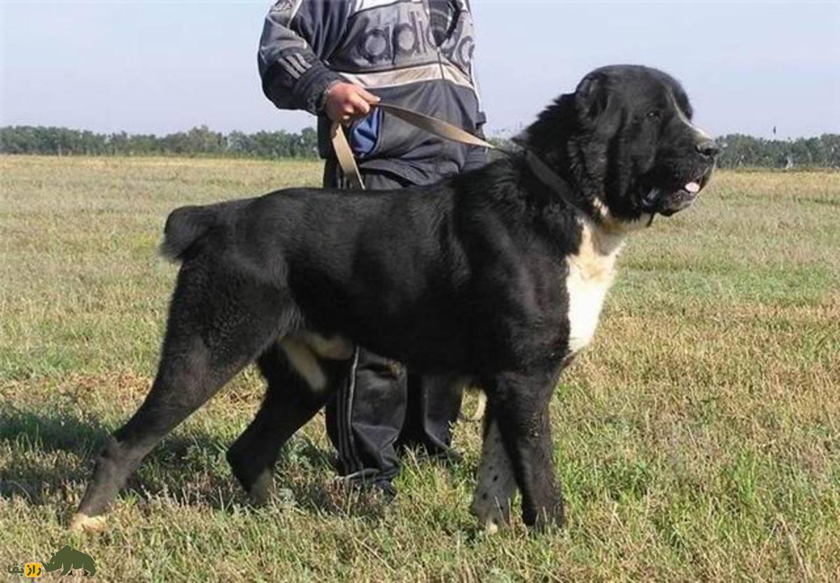 «سگ سرابی»؛ مشهورترین و قوی‌ترین سگ ایران که آمریکایی‌ها عاشق آن هستند