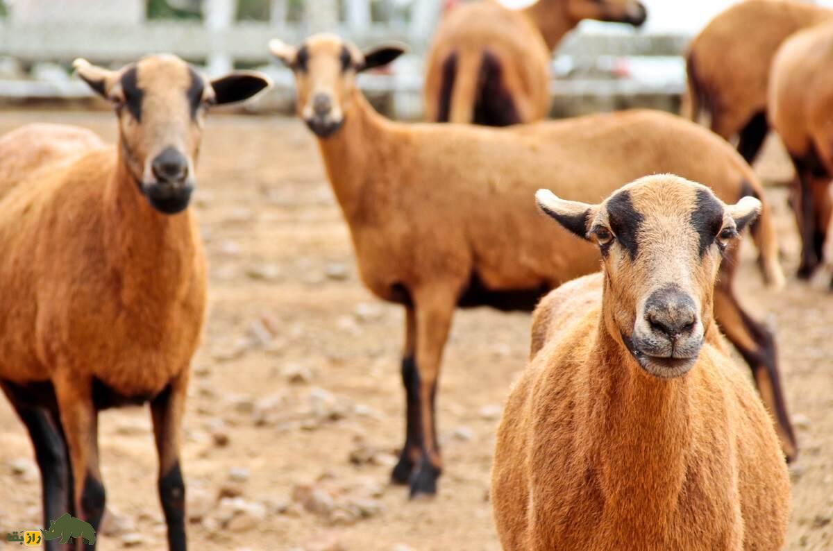 گوسفند شکم‌سیاه «باربادوس»؛ گوسفندی شبیه «بز» و بسیار خشن که به سگ‌ها هم حمله می‌کند!