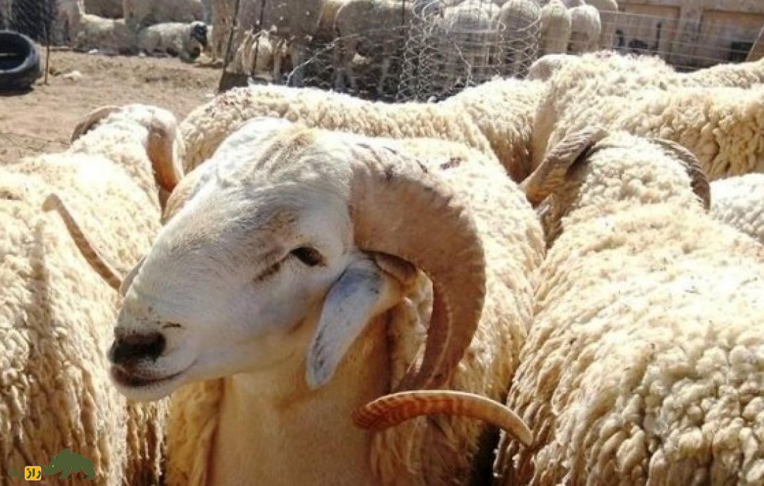 گوسفند عرب الجزایری؛ گوسفند دم‌باریک پا دراز که ۸۱ کیلو وزن دارد