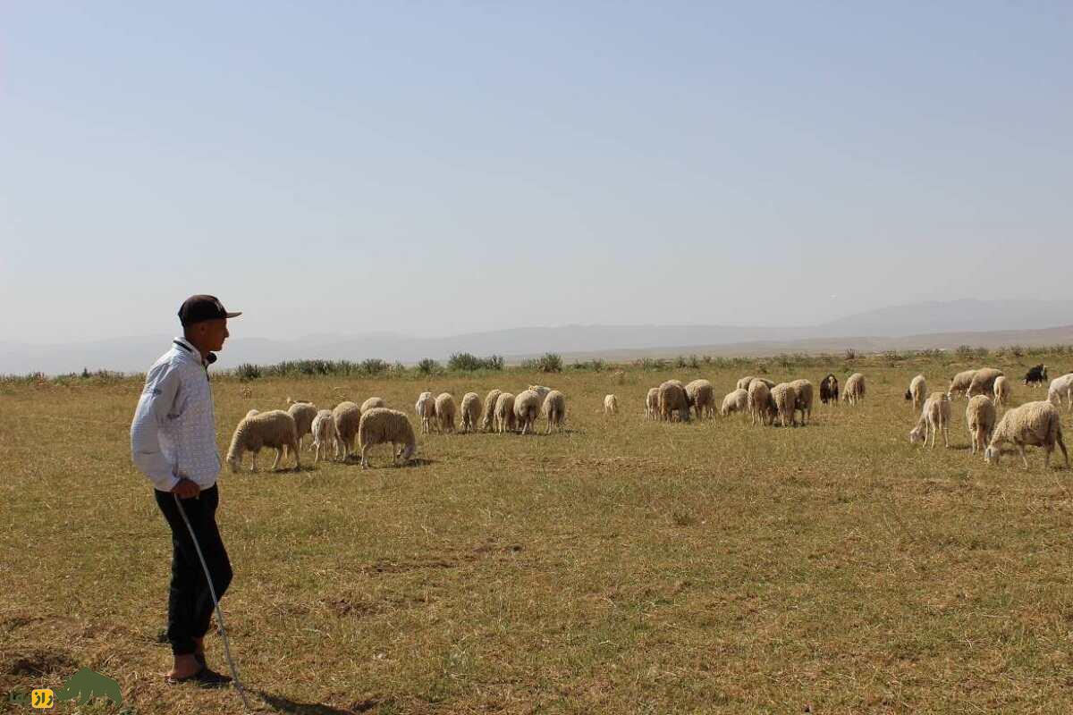 گوسفند عرب الجزایری؛ گوسفند دم‌باریک پا دراز که ۸۱ کیلو وزن دارد