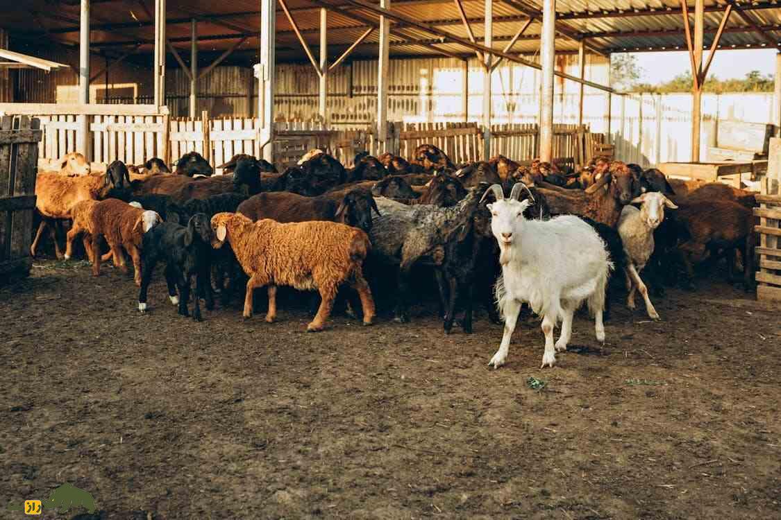 گوسفند عرب الجزایری؛ گوسفند دم‌باریک پا دراز که ۸۱ کیلو وزن دارد