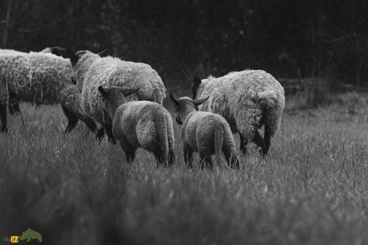 گوسفند عرب الجزایری؛ گوسفند دم‌باریک پا دراز که ۸۱ کیلو وزن دارد