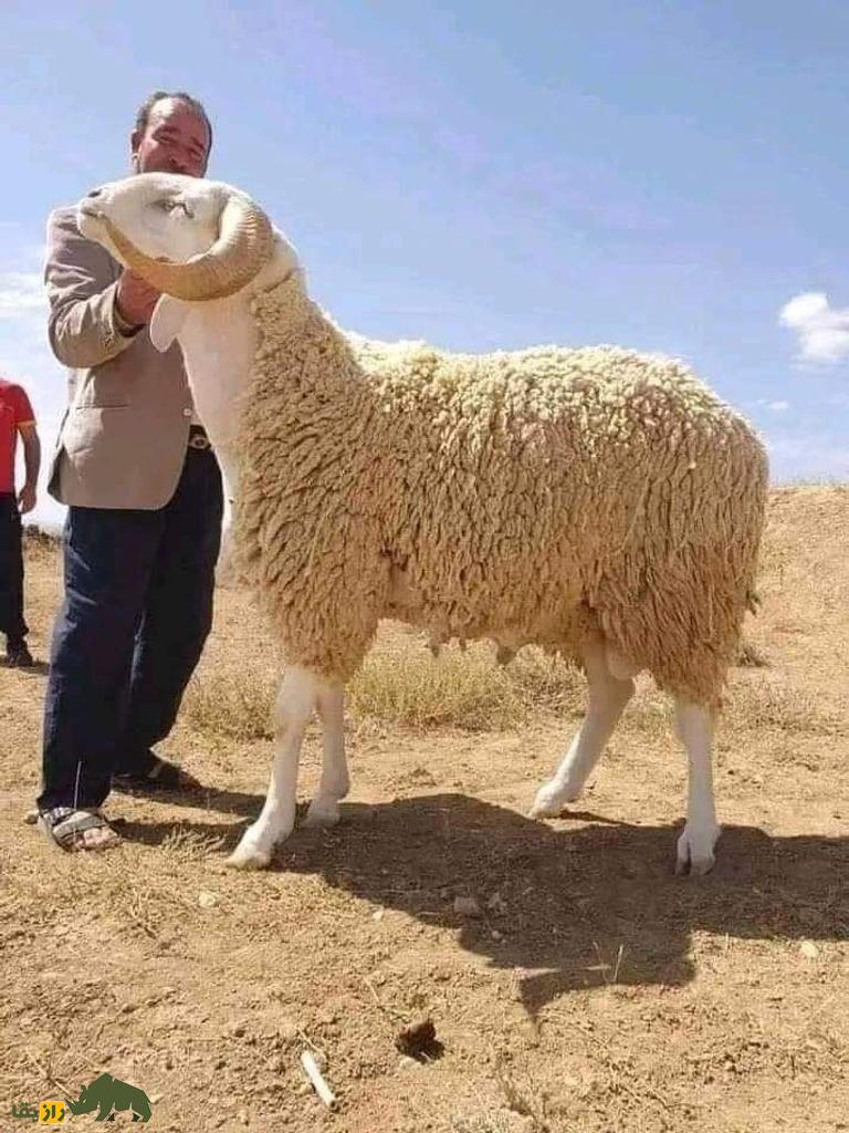 اولاد جلال؛ گوسفند دم دراز الجزایری که استاد بیابان‌گردی‌ست و از مروارید گران‌تر است!