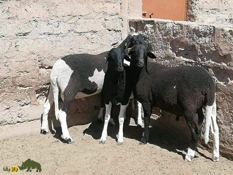 اولاد جلال؛ گوسفند دم دراز الجزایری که استاد بیابان‌گردی‌ست و از مروارید گران‌تر است!