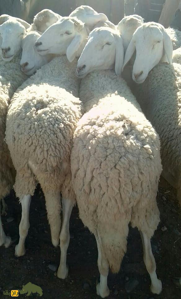 اولاد جلال؛ گوسفند دم دراز الجزایری که استاد بیابان‌گردی‌ست و از مروارید گران‌تر است!