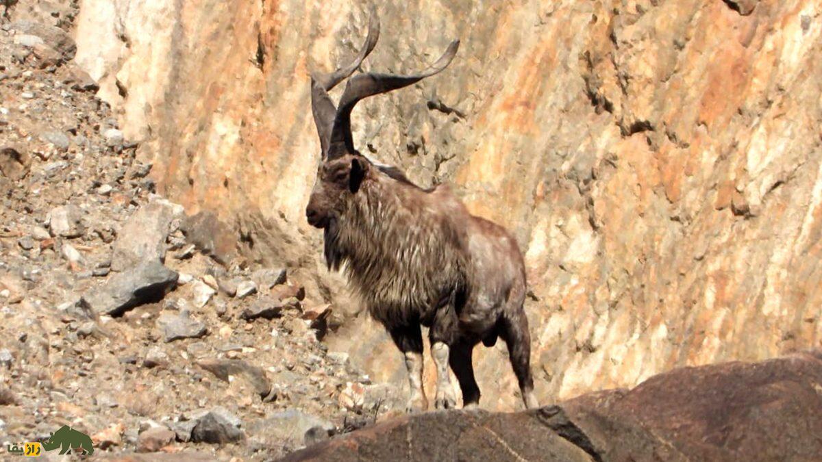 اروندان یا «مارخور» ایرانی؛ بز اصیل ایرانی که بعد از ۲۰۰ سال دوباره دیده شد
