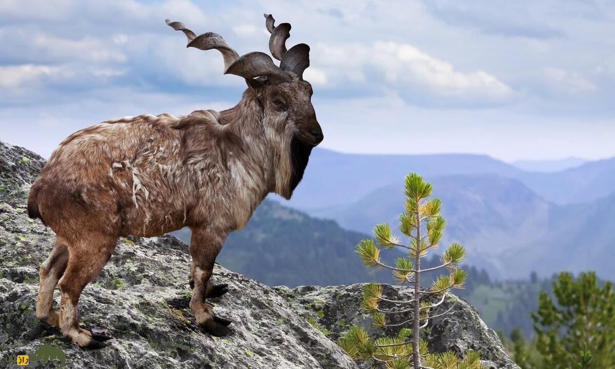 بز کوهی اروندان یا «مارخور» ایرانی؛ بز اصیل ایرانی که بعد از ۲۰۰ سال به ایران بازگشت