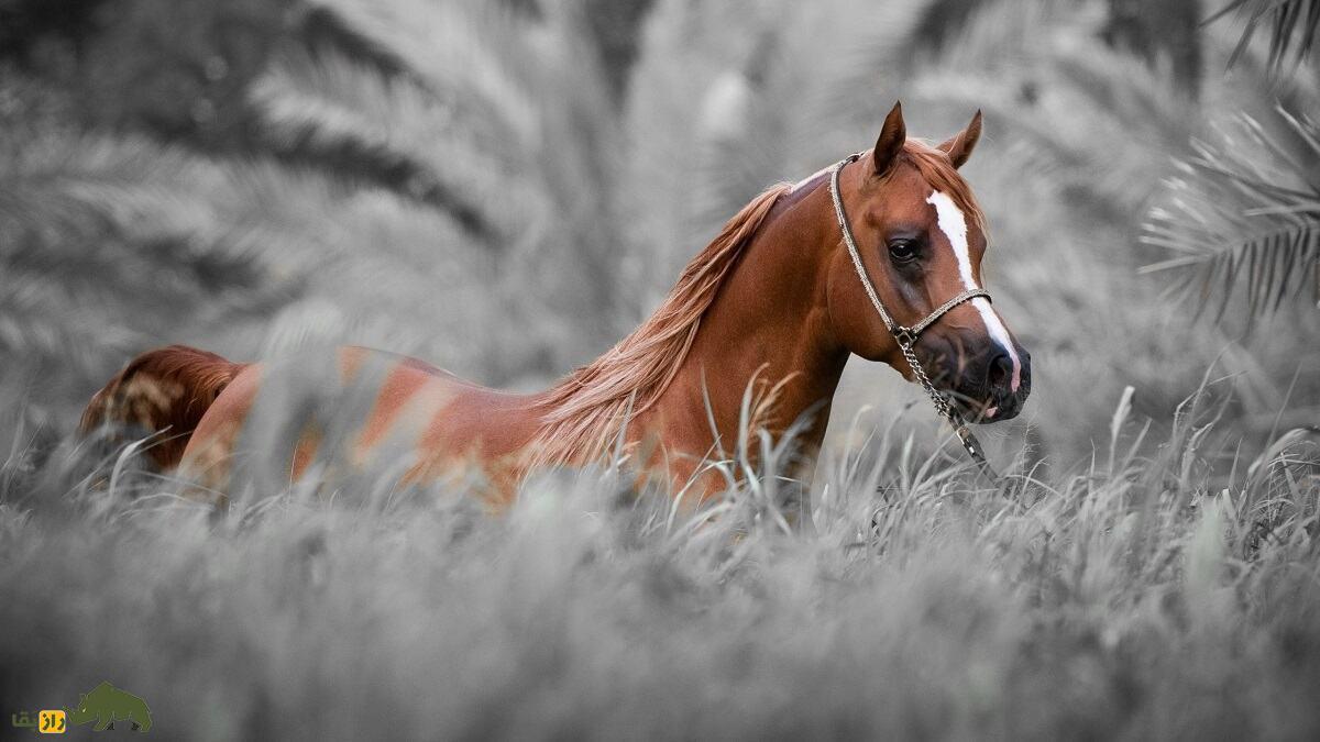 اسب «کُرد» زیباترین اسب ایران؛ کدام اسب کُردی بهتر است؛ جاف، افشاری یا سنجابی؟!