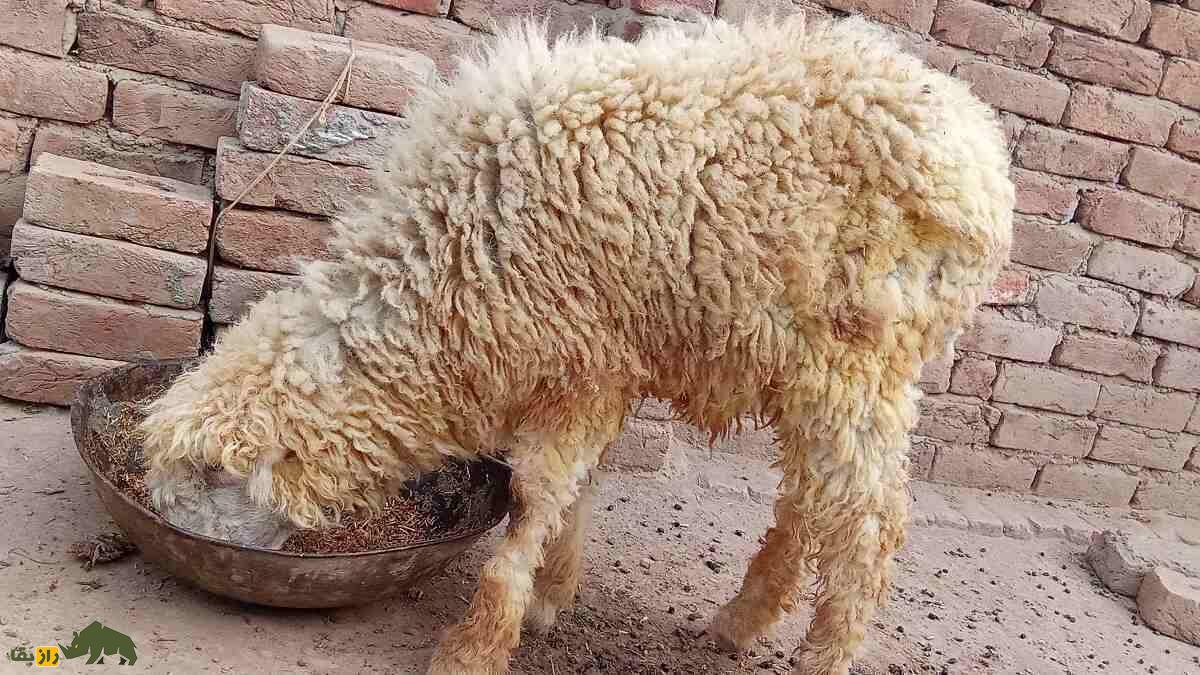 گوسفند لوهی یا پَرکانی؛ گوسفند پشمی پاکستانی که درازترین گوش جهان را دارد گوسفند لوهی یا پَرکانی؛ گوسفند پشمی پاکستانی که درازترین گوش جهان را دارد