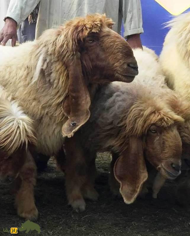 گوسفند لوهی یا پَرکانی؛ گوسفند پشمی پاکستانی که درازترین گوش جهان را دارد گوسفند لوهی یا پَرکانی؛ گوسفند پشمی پاکستانی که درازترین گوش جهان را دارد