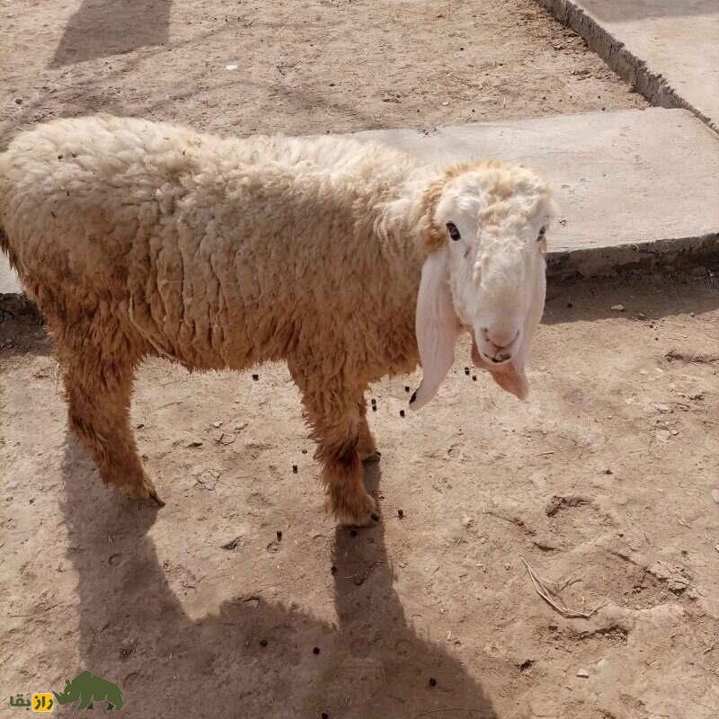 گوسفند لوهی یا پَرکانی؛ گوسفند پشمی پاکستانی که درازترین گوش جهان را دارد گوسفند لوهی یا پَرکانی؛ گوسفند پشمی پاکستانی که درازترین گوش جهان را دارد