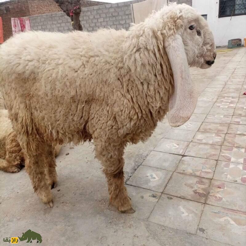 گوسفند لوهی یا پَرکانی؛ گوسفند پشمی پاکستانی که درازترین گوش جهان را دارد گوسفند لوهی یا پَرکانی؛ گوسفند پشمی پاکستانی که درازترین گوش جهان را دارد