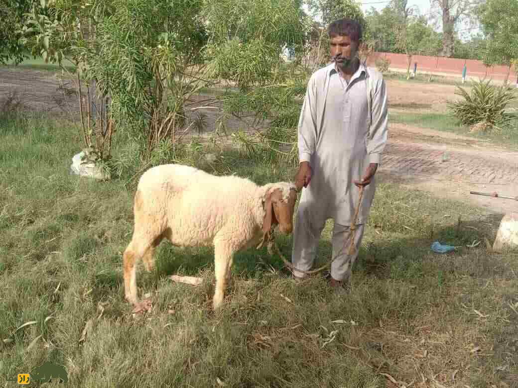 گوسفند لوهی یا پَرکانی؛ گوسفند پشمی پاکستانی که درازترین گوش جهان را دارد گوسفند لوهی یا پَرکانی؛ گوسفند پشمی پاکستانی که درازترین گوش جهان را دارد