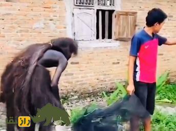 وحشت در اندونزی؛ قوم یأجوج و مأجوج پیدا شدند؟ وحشت در اندونزی؛ قوم یأجوج و مأجوج پیدا شدند؟