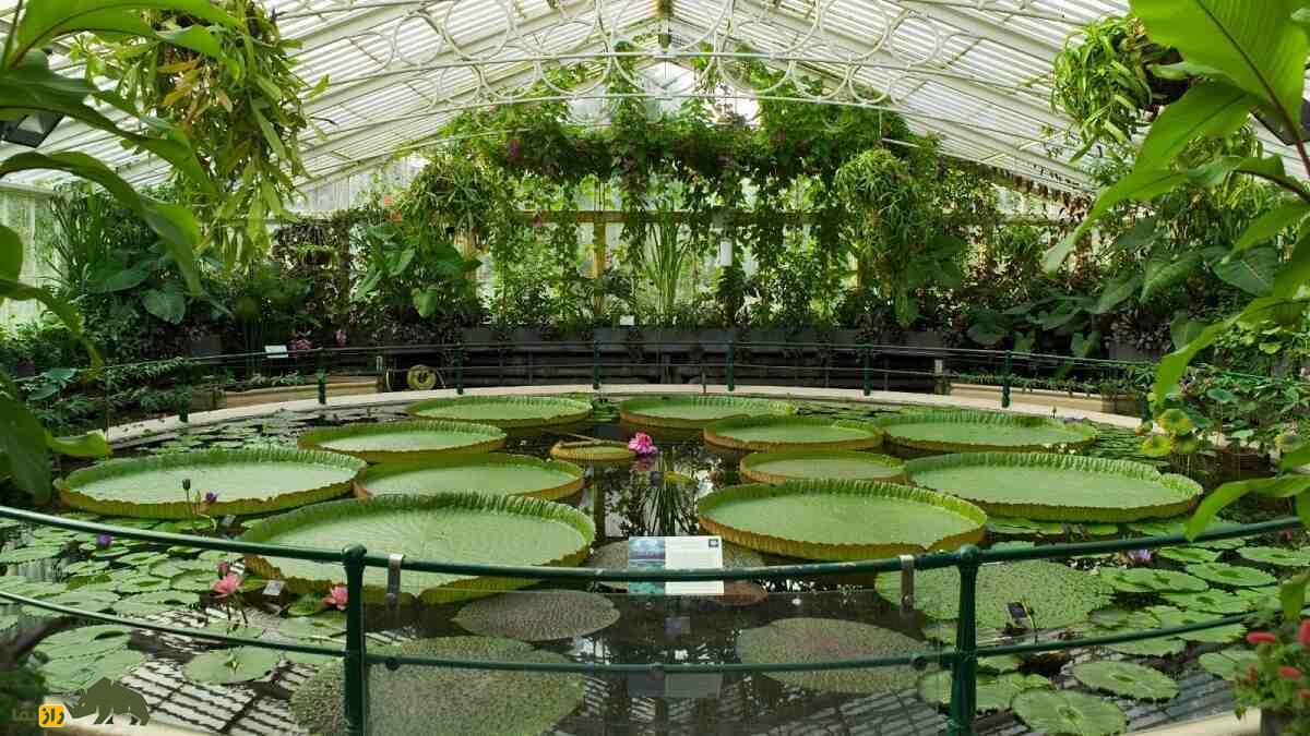 «نیلوفر آبی غول‌پیکر»؛ گیاه عجیبی که قطر برگ‌هایش ۳ متر است و ۲۲۶ کیلو وزن دارد