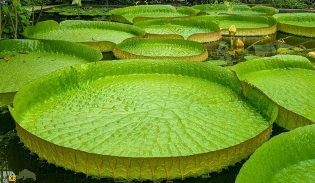 «نیلوفر آبی غول‌پیکر»؛ گیاه عجیبی که قطر برگ‌هایش ۳ متر است و ۲۲۶ کیلو وزن دارد