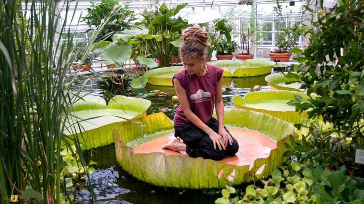 «نیلوفر آبی غول‌پیکر»؛ گیاه عجیبی که قطر برگ‌هایش ۳ متر است و ۲۲۶ کیلو وزن دارد