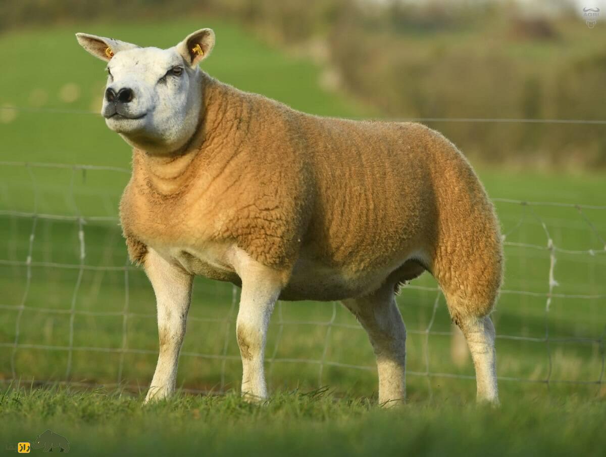 امپراتور؛ گوسفند مرینوسی که سالی ۲۰ کیلو پشم می‌دهد و ۷ میلیارد تومان قیمت دارد