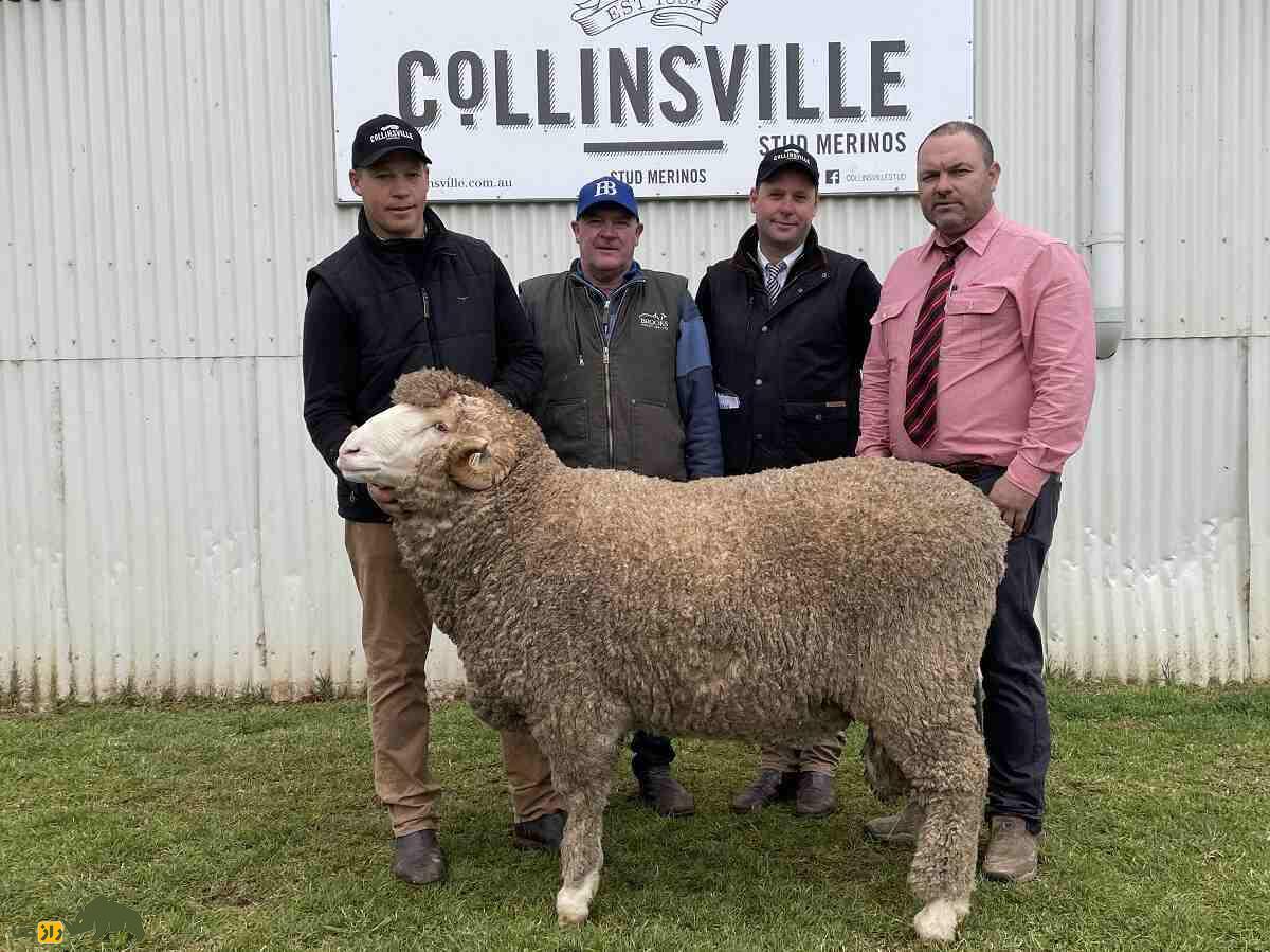 امپراتور؛ گوسفند مرینوسی که سالی ۲۰ کیلو پشم می‌دهد و ۷ میلیارد تومان قیمت دارد