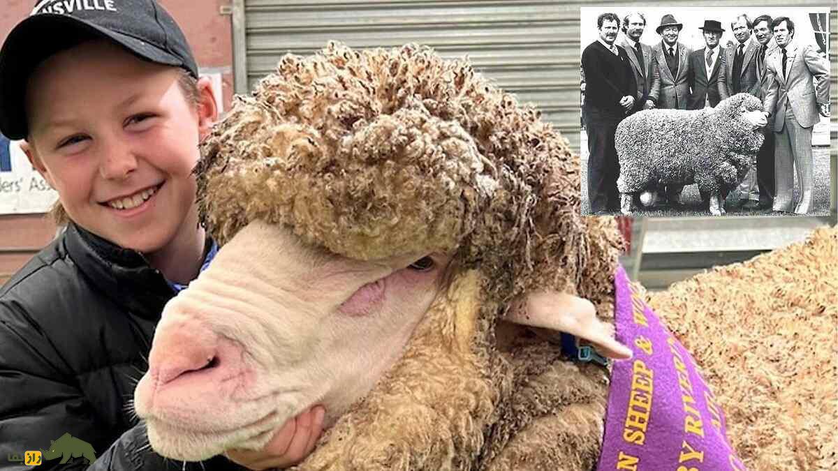 امپراتور؛ گوسفند مرینوسی که سالی ۲۰ کیلو پشم می‌دهد و ۷ میلیارد تومان قیمت دارد