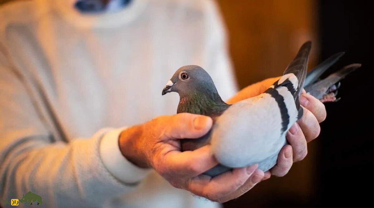 «نیو کیم»؛ کبوتر بلژیکی ماده با قیمت ۱۱۵ میلیارد تومان که گرانترین کبوتر تاریخ است «نیو کیم»؛ کبوتر بلژیکی ماده با قیمت ۱۱۵ میلیارد تومان که گرانترین کبوتر تاریخ است