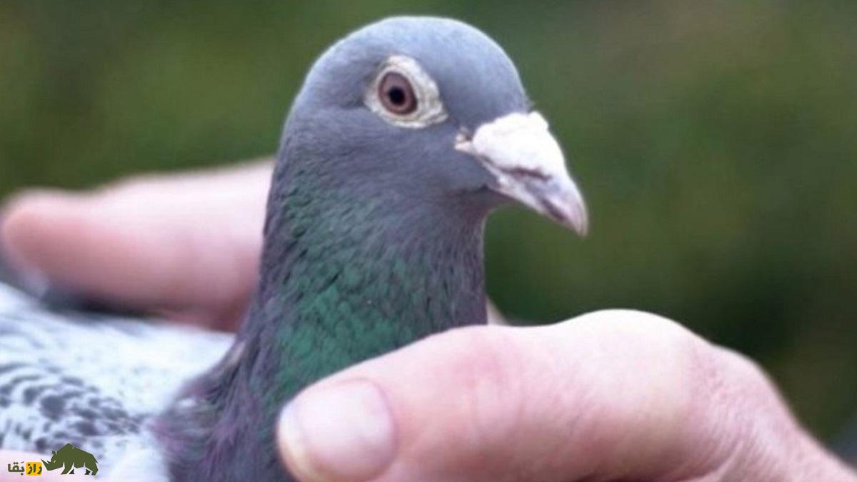 آرماندو؛ کبوتر معروف به «لوئیز همیلتون کبوترها» که ۸۴ میلیارد تومان قیمت دارد