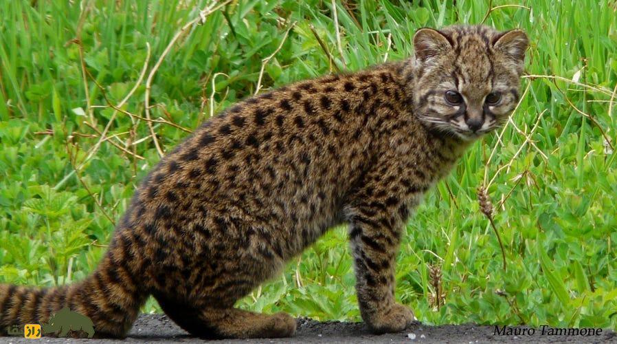 کُد کُد؛ کوچکترین گربه وحشی که استاد پنهانکاری است کُد کُد؛ کوچکترین گربه وحشی که استاد پنهانکاری است