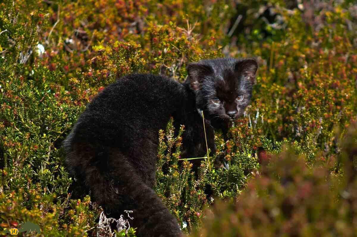 کُد کُد؛ کوچکترین گربه وحشی که استاد پنهانکاری است کُد کُد؛ کوچکترین گربه وحشی که استاد پنهانکاری است