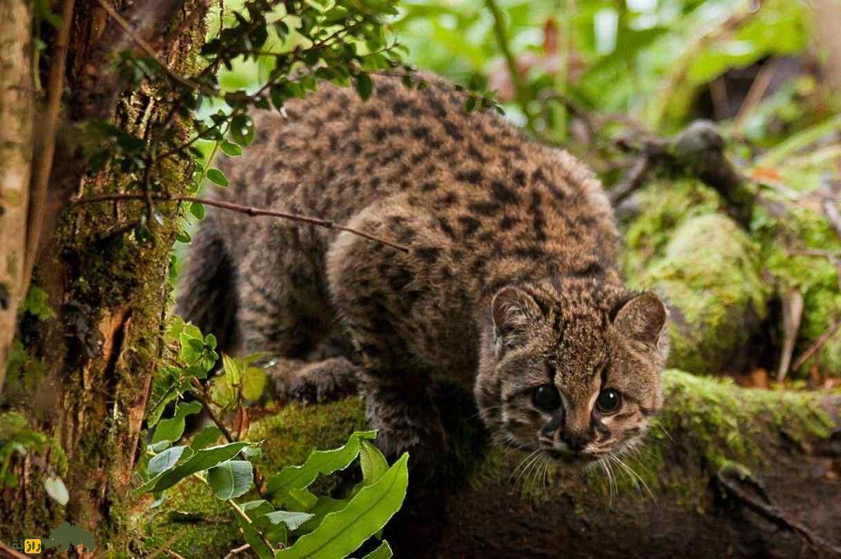 کُد کُد؛ کوچکترین گربه وحشی که استاد پنهانکاری است کُد کُد؛ کوچکترین گربه وحشی که استاد پنهانکاری است