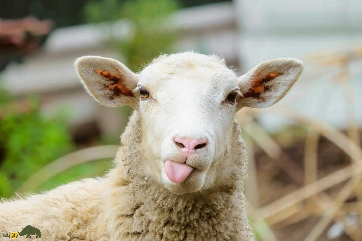 همه چیز درباره گوسفند (Sheep)؛ انواع نژاد‌های گوسفند ایرانی و خارجی را بشناسید