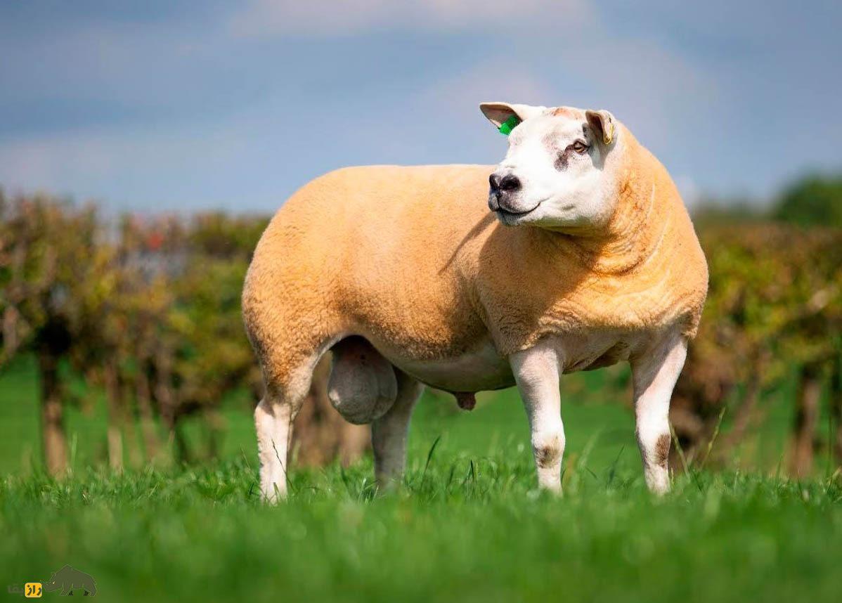 همه چیز درباره گوسفند؛ انواع نژاد‌های گوسفند ایرانی و خارجی