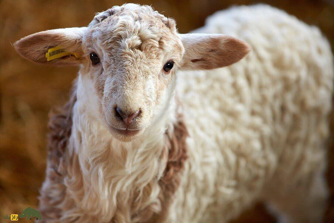 همه چیز درباره گوسفند؛ انواع نژاد‌های گوسفند ایرانی و خارجی