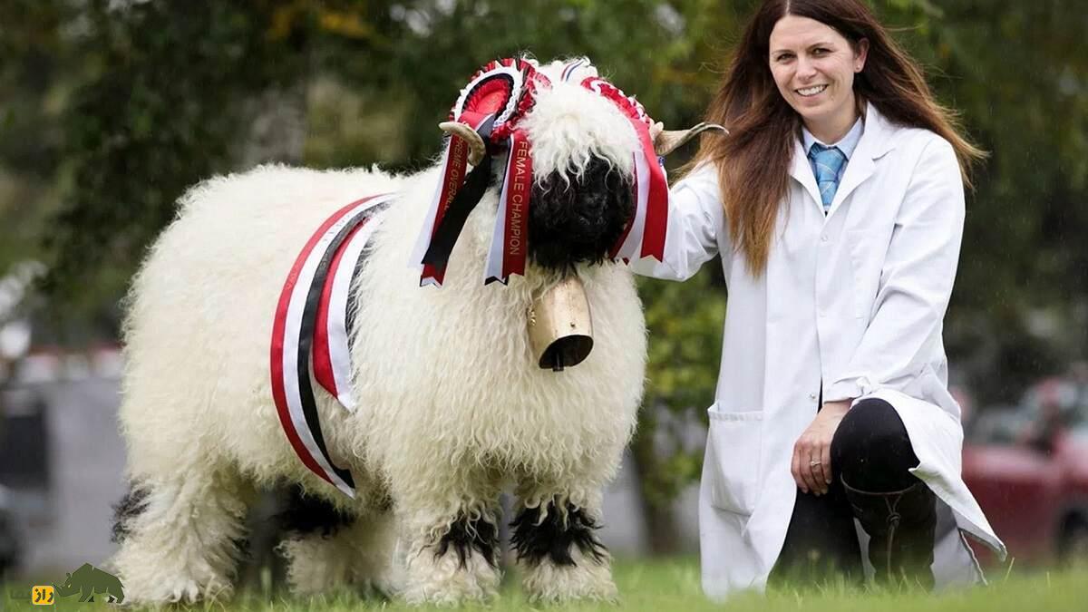 همه چیز درباره گوسفند؛ انواع نژاد‌های گوسفند ایرانی و خارجی