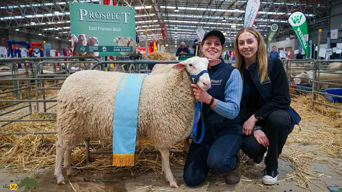 همه چیز درباره گوسفند؛ انواع نژاد‌های گوسفند ایرانی و خارجی