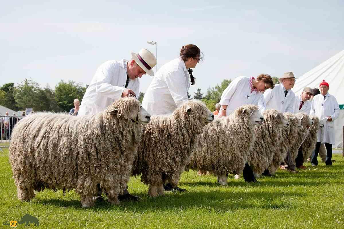 همه چیز درباره گوسفند؛ انواع نژاد‌های گوسفند ایرانی و خارجی