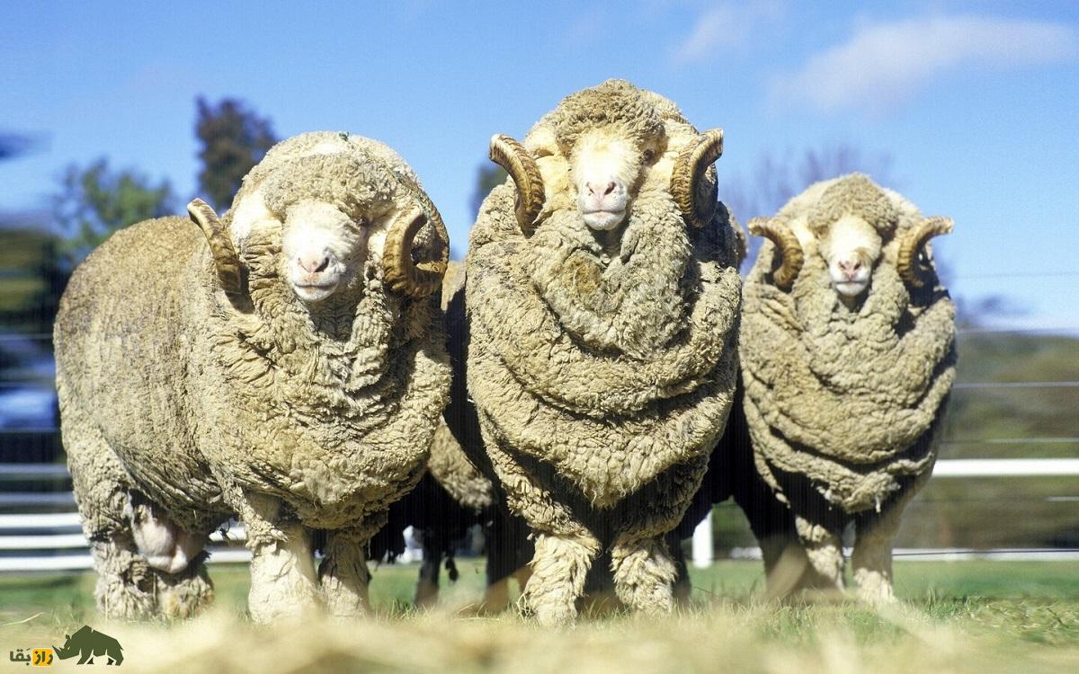 همه چیز درباره گوسفند؛ انواع نژاد‌های گوسفند ایرانی و خارجی