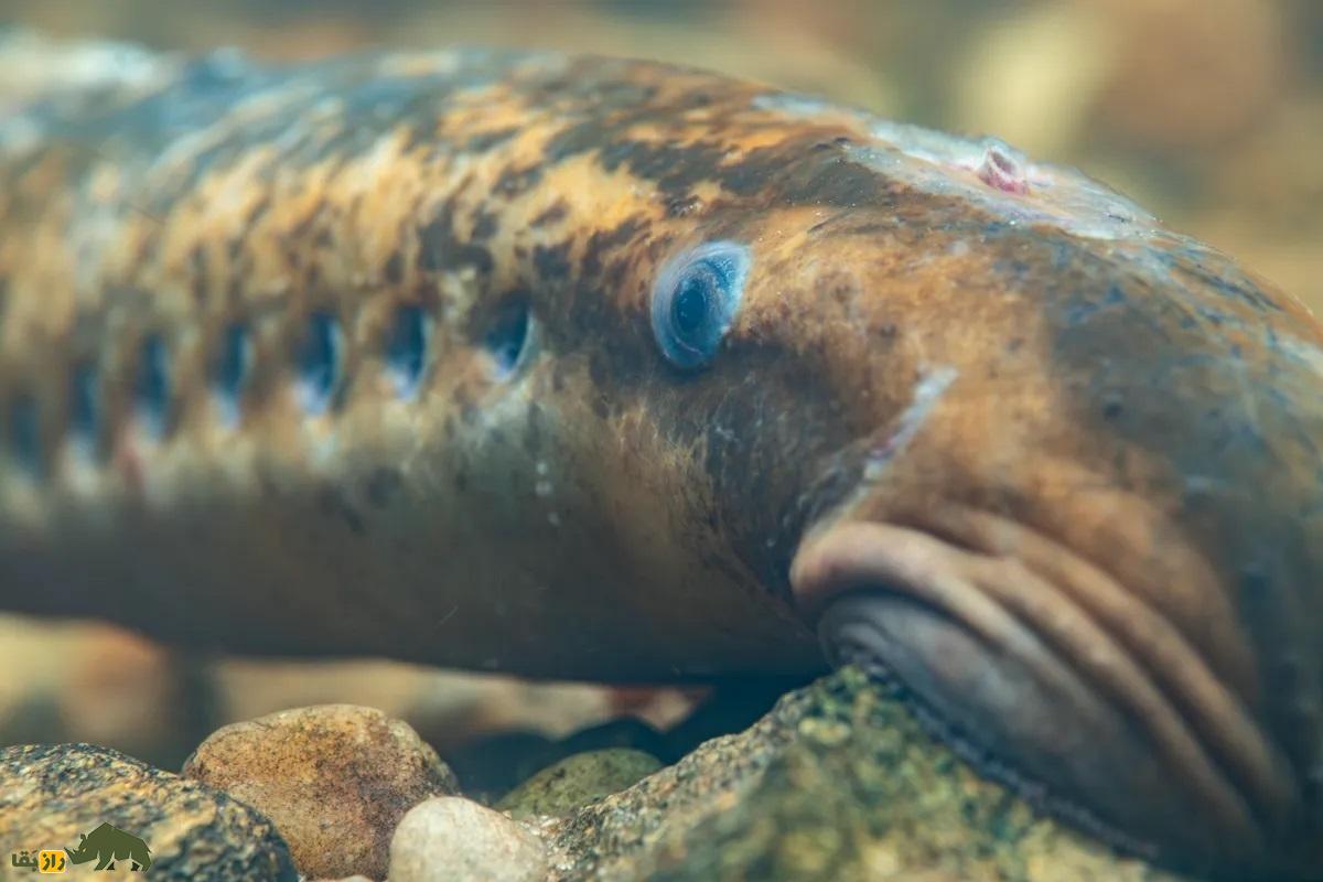 ادعای عجیب؛ نسب انسان‌ها به این خون‌آشام ۴۰۰ میلیون ساله می‌رسد!