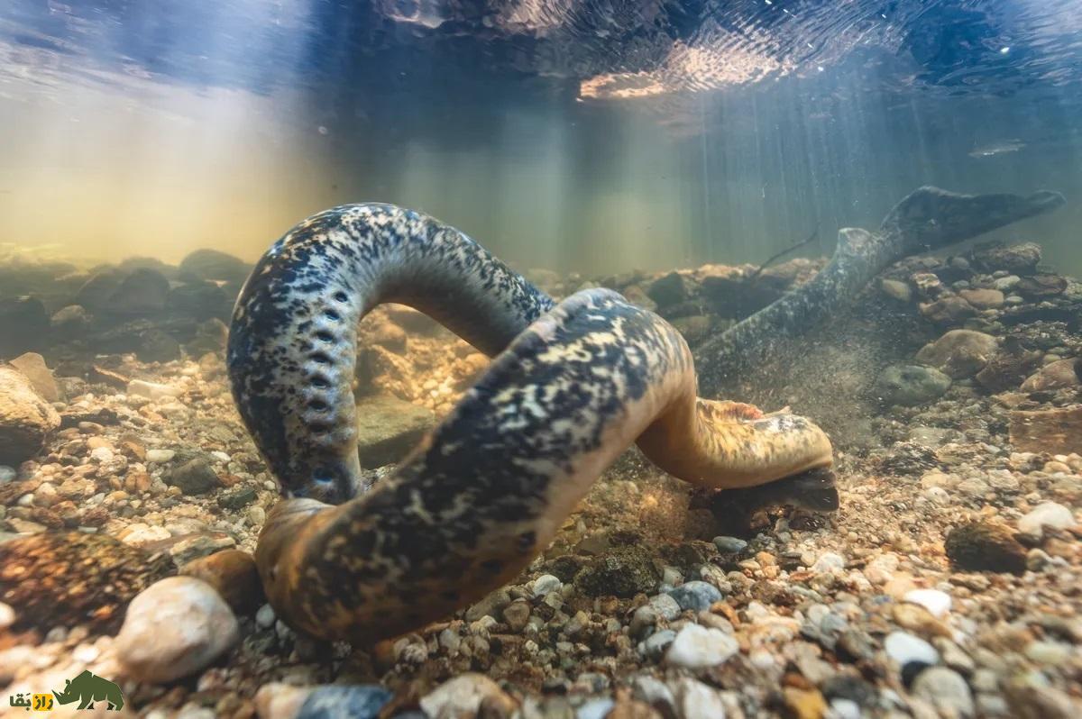 ادعای عجیب؛ نسب انسان‌ها به این خون‌آشام ۴۰۰ میلیون ساله می‌رسد!