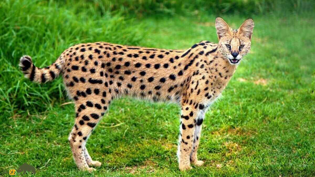 گربه آشِرا؛ گران‌ترین و کمیاب‌ترین گربه خانگی جهان که ۸ میلیارد تومان قیمت دارد