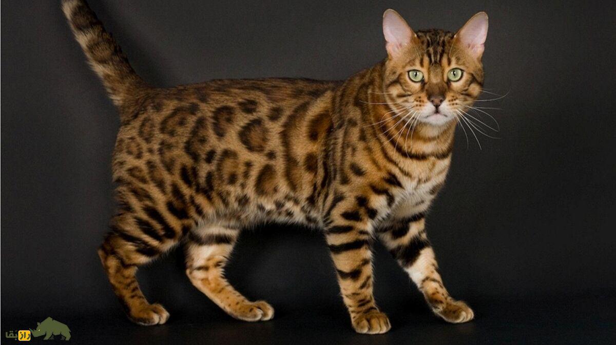 گربه آشِرا؛ گران‌ترین و کمیاب‌ترین گربه خانگی جهان که ۸ میلیارد تومان قیمت دارد