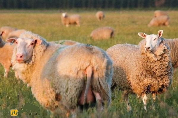 گوسفند فریزین شرقی؛ اعجوبه‌ای که روزی ۳ لیتر شیر و سالی ۵ کیلو پشم می‌دهد