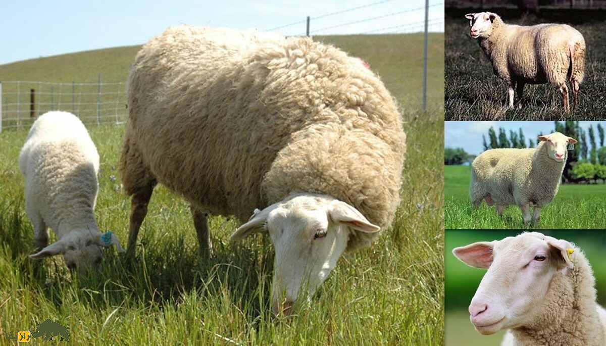 گوسفند فریزین شرقی؛ اعجوبه‌ای که روزی ۳ لیتر شیر و سالی ۵ کیلو پشم می‌دهد