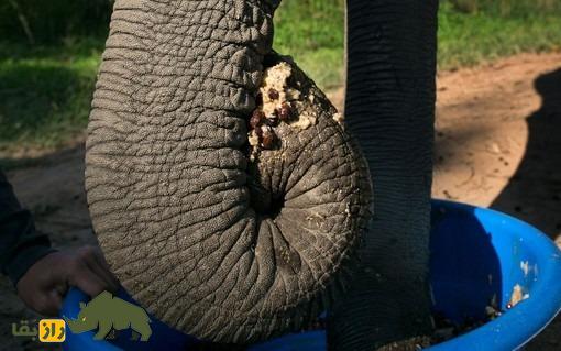 چرا «سرگین فیل» در تایلند هر کیلو ۶۰ میلیون تومان است؟! چرا «سرگین فیل» در تایلند هر کیلو ۶۰ میلیون تومان است؟!