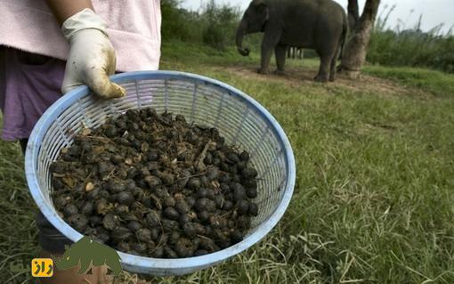 چرا «سرگین فیل» در تایلند هر کیلو ۶۰ میلیون تومان است؟! چرا «سرگین فیل» در تایلند هر کیلو ۶۰ میلیون تومان است؟!