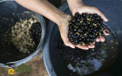 چرا «سرگین فیل» در تایلند هر کیلو ۶۰ میلیون تومان است؟! چرا «سرگین فیل» در تایلند هر کیلو ۶۰ میلیون تومان است؟!