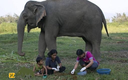 چرا «سرگین فیل» در تایلند هر کیلو ۶۰ میلیون تومان است؟! چرا «سرگین فیل» در تایلند هر کیلو ۶۰ میلیون تومان است؟!